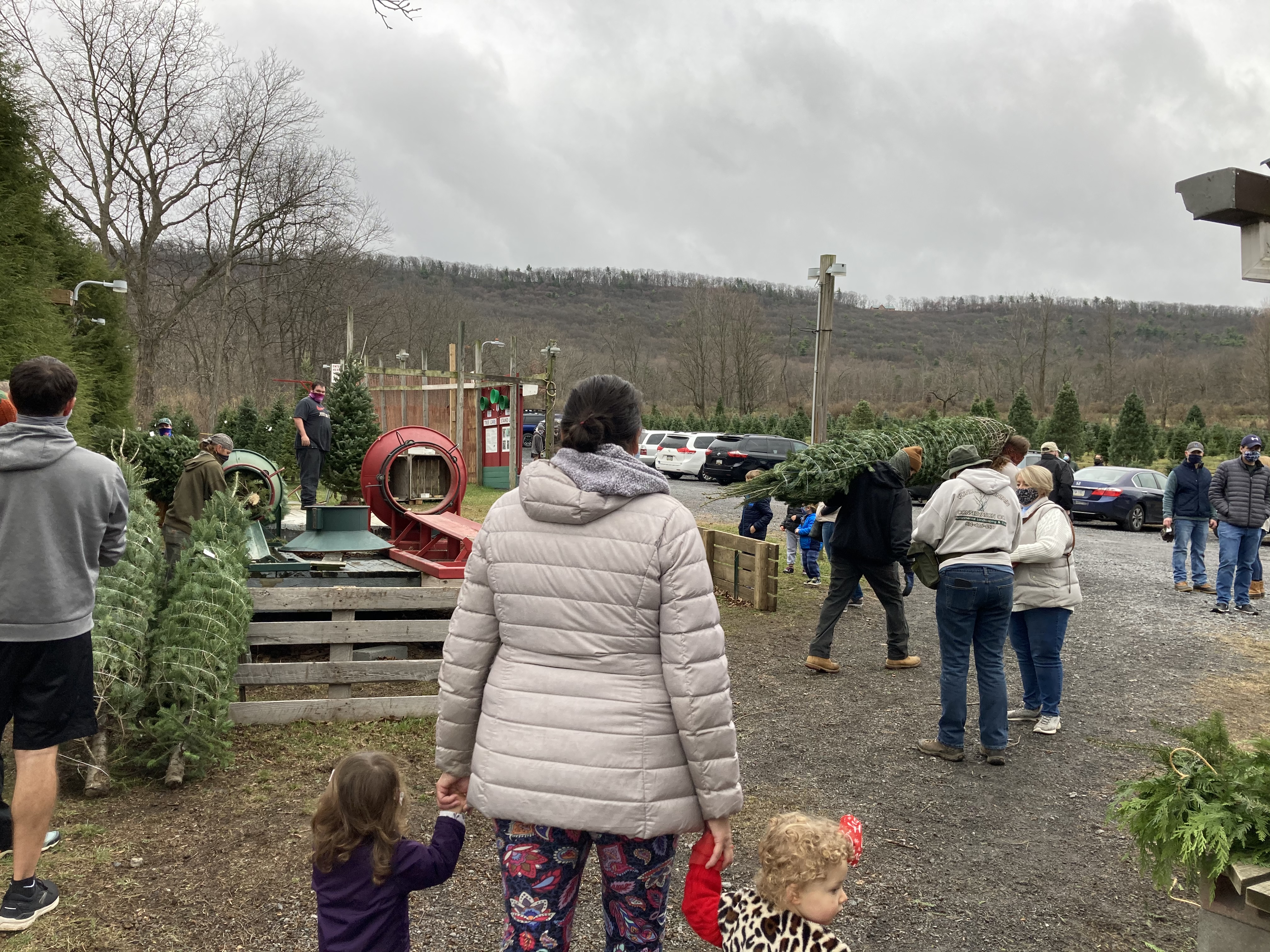 Families choosing Christmas trees at the farm